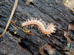 Polydesmus testaceus