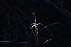 Caladenia dimidia