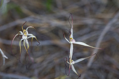 Caladenia dimidia