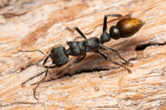 Myrmecia gilberti