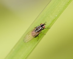 Poecilohetaerus aquilus