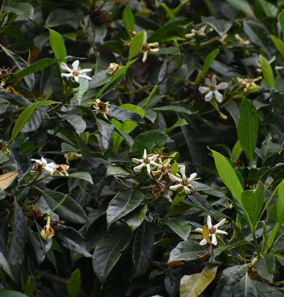 Gardenia ovularis