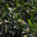 Gardenia ovularis - Photo (c) Russell Cumming, some rights reserved (CC BY-NC), uploaded by Russell Cumming