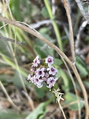 Valeriana carnosa
