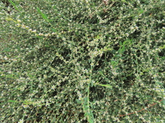 Polygonum equisetiforme