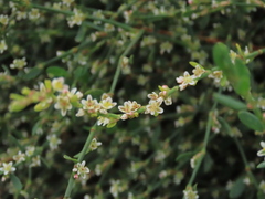 Polygonum equisetiforme