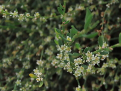 Polygonum equisetiforme