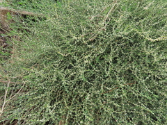 Polygonum equisetiforme