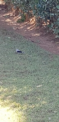Fluvicola nengeta