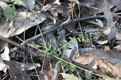 Swainsona brachycarpa