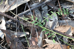 Swainsona brachycarpa