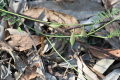 Swainsona brachycarpa