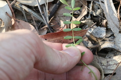 Swainsona brachycarpa