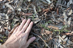 Swainsona brachycarpa