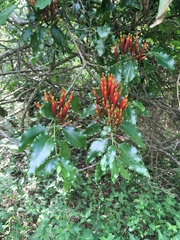 Agelanthus kraussianus