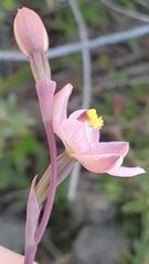 Thelymitra luteocilium