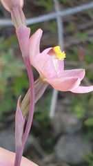 Thelymitra luteocilium