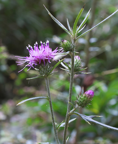 Cirsium suzukaense iNat (2)
