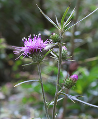 Cirsium suzukaense