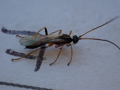 Rogadinae