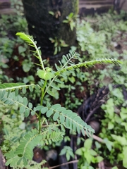 Phyllanthus niruri