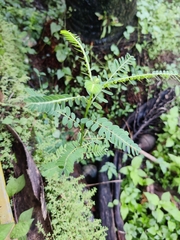 Phyllanthus niruri