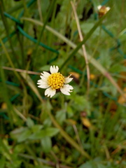 Tridax procumbens