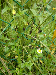 Tridax procumbens