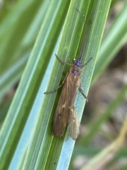 Anabolia