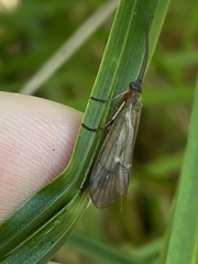Anabolia