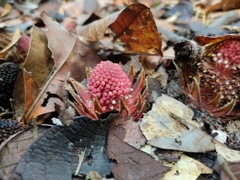 Langsdorffia hypogaea