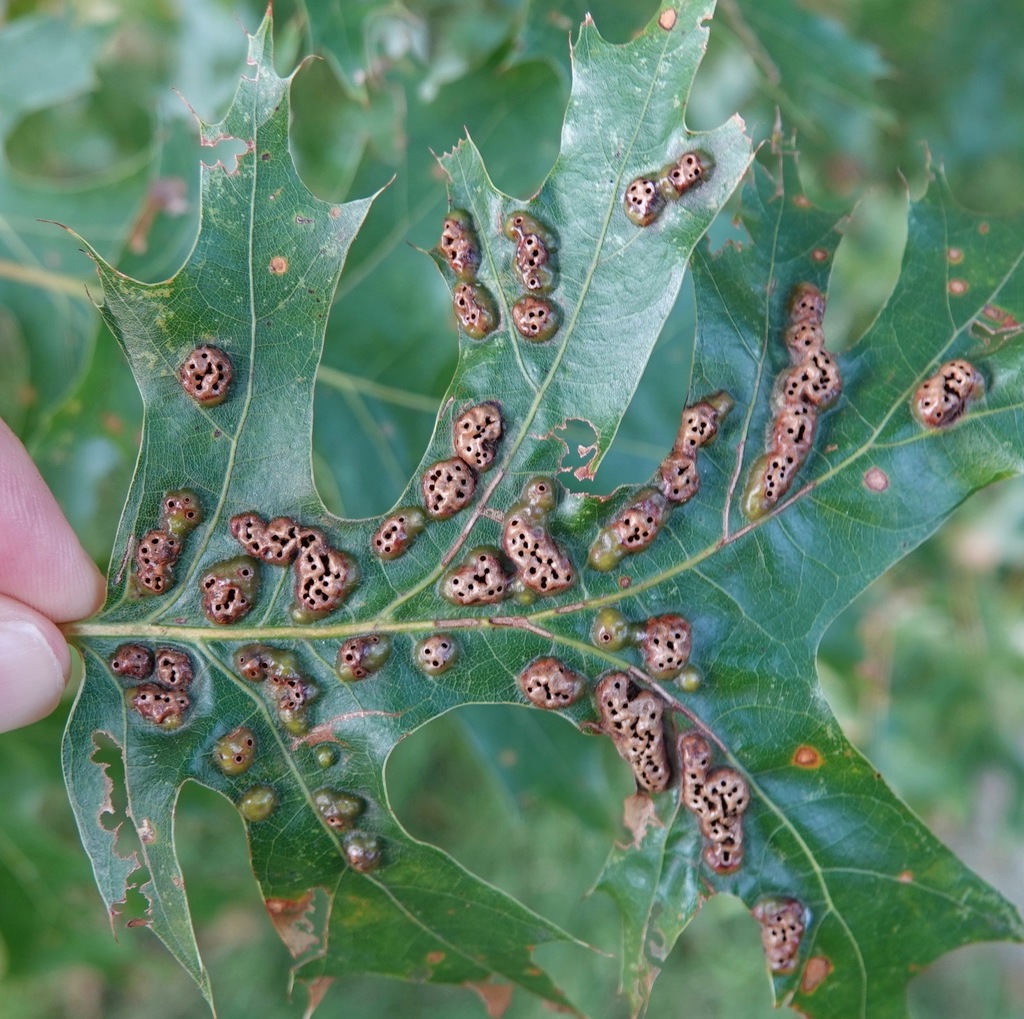 Honeycomb leaf gall wasp from Greenwood Heights, Brooklyn, NY, USA on ...