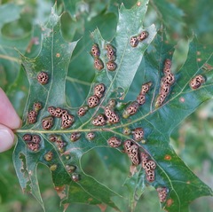 Callirhytis favosa