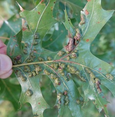 Callirhytis favosa