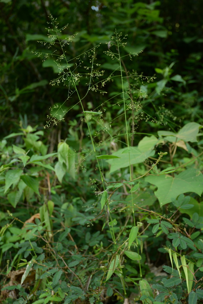 Panicum notatum