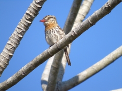 Nystalus maculatus striatipectus