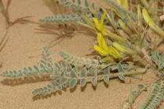 Astragalus longipetalus