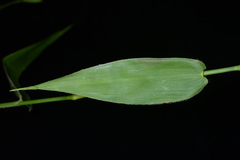 Panicum notatum