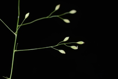 Panicum notatum