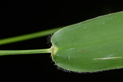 Panicum notatum