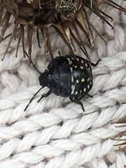 Nezara viridula
