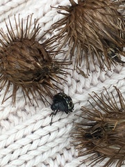 Nezara viridula