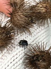 Nezara viridula