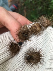 Nezara viridula