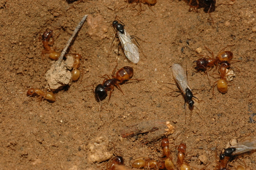 费氏弓背蚁Camponotus fedtschenkoi
