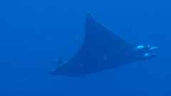 Mobula thurstoni
