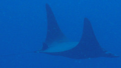 Mobula thurstoni