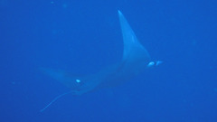 Mobula thurstoni