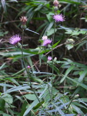 Cirsium suzukaense
