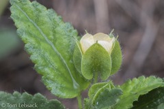 Rhynchosida physocalyx